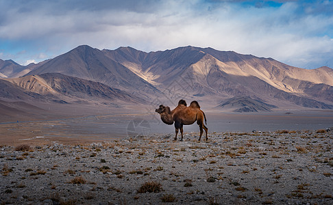 新疆帕米尔高原的骆驼图片