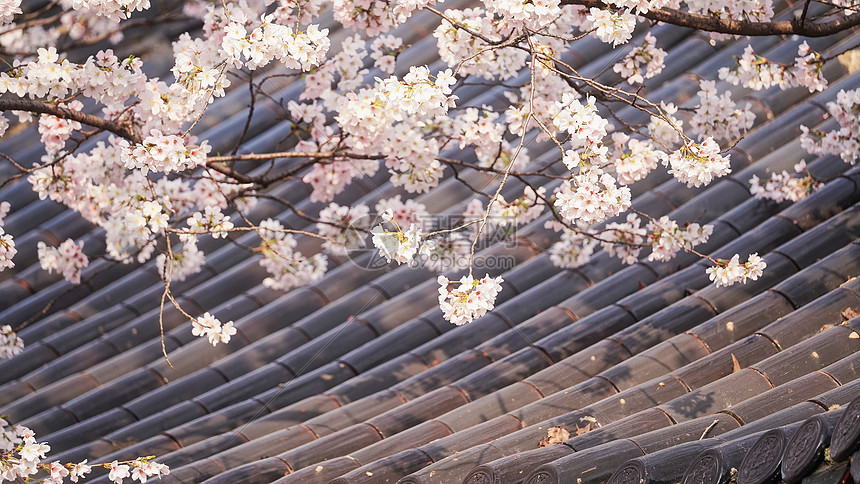 春天花期樱花与古建筑图片