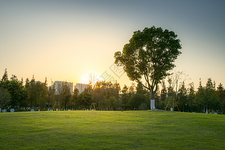 公园里的树和夕阳图片