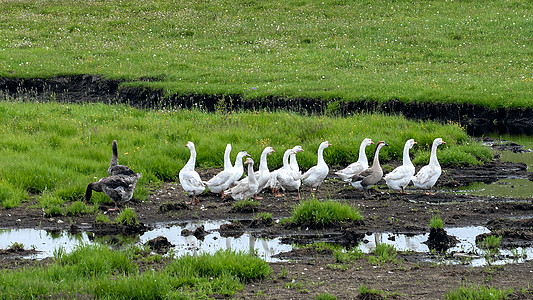春季草原上觅食的鹅群图片