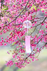 樱花风铃图片