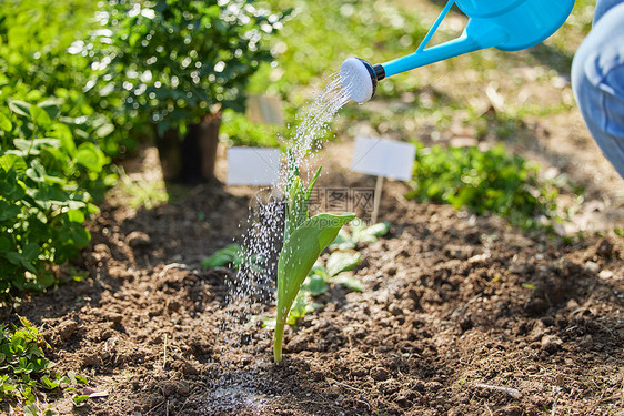 户外使用浇水壶给植物浇水特写图片