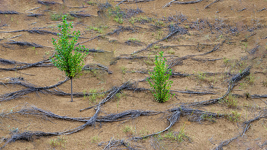 防沙治沙内蒙古库布其沙漠绿色植物背景
