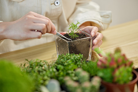 绿叶植物盆栽制作植物盆景手部特写背景