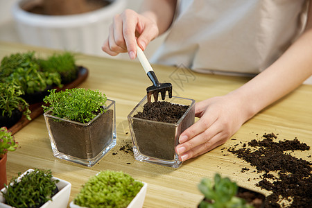 制作植物盆景手部特写图片