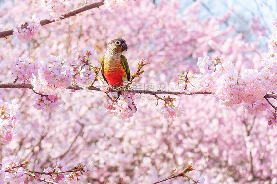 春日艳阳樱花树上的小鹦鹉图片