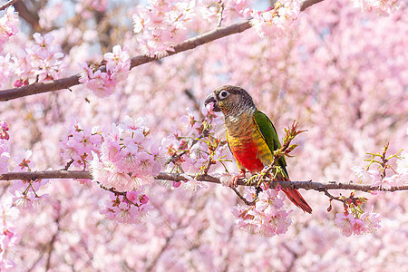 春日艳阳樱花树上的小鹦鹉图片