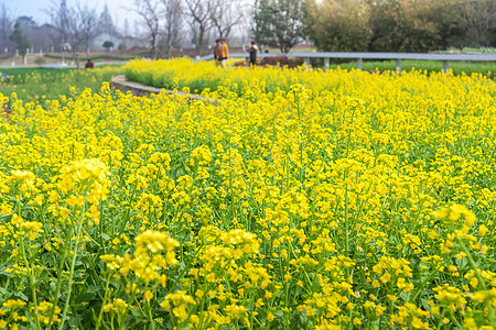 春天油菜花田图片