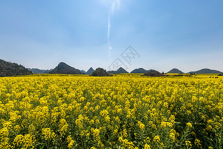 金鸡峰丛云南罗平金鸡峰油菜花海景区背景