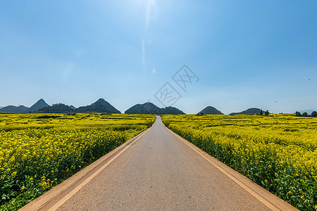 云南罗平金鸡峰油菜花海景区高清图片