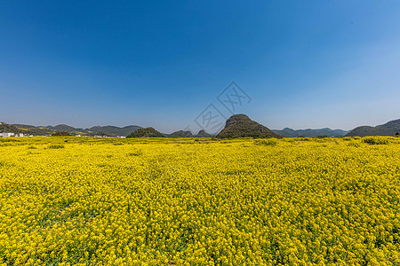 金鸡峰丛云南罗平金鸡峰油菜花海景区背景