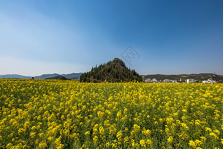 金鸡峰丛云南罗平金鸡峰油菜花海景区背景