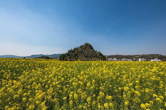 云南罗平金鸡峰油菜花海景区图片