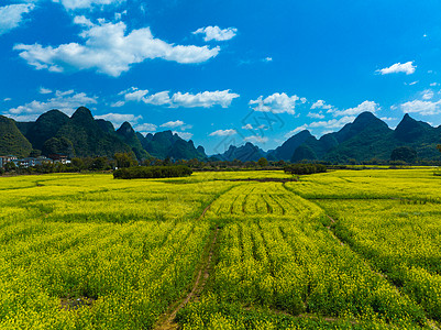 桂林旅游遇龙河油菜花背景