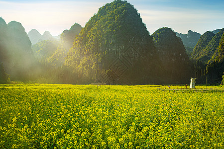 油菜花背景春天唯美的油菜花海背景