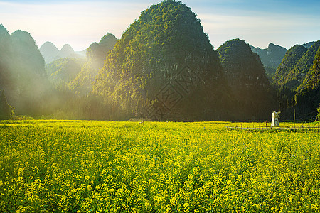 春天唯美的油菜花海图片