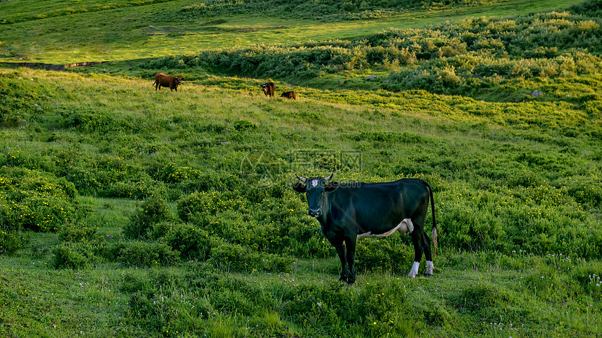 格根塔拉春季草原上的牛群图片