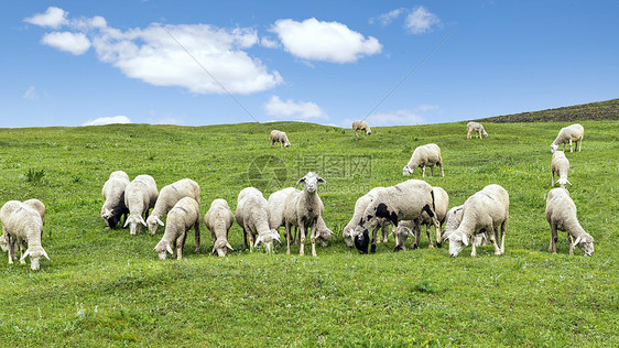 辉腾锡勒草原上的羊群图片