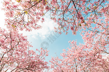 春天粉色浪漫樱花图片