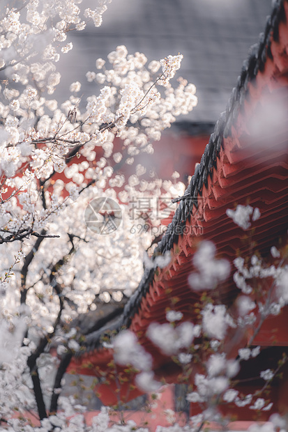 传统古典建筑屋檐与樱花图片