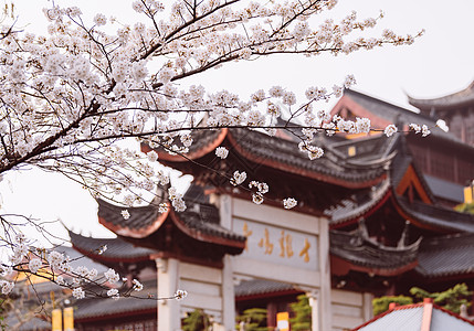 南京鸡鸣寺樱花背景图片