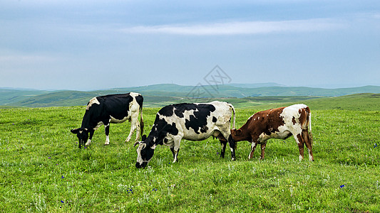内蒙古高山牧场青草奶牛图片