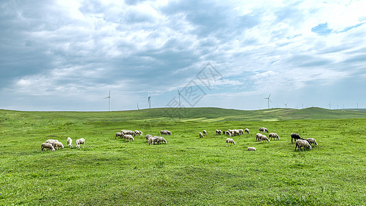 内蒙古辉腾锡勒草原绿草羊群图片
