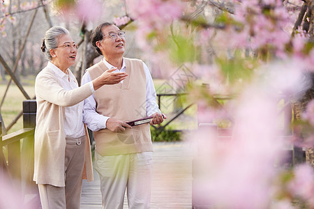 老年夫妻一起在公园赏樱花背景图片