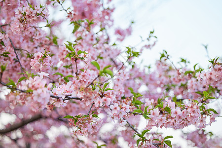 日本樱花季春季盛开的樱花背景