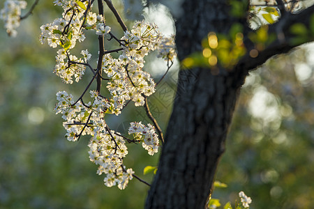 春天开放的梨花生机勃勃高清图片素材
