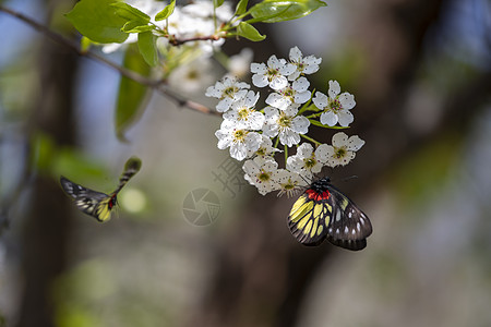 春天开放的梨花高清图片
