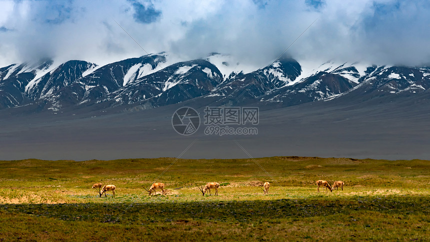 可可西里国家一级保护动物藏羚羊图片