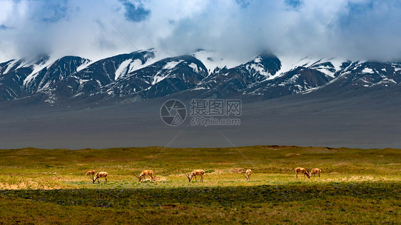 可可西里国家一级保护动物藏羚羊图片
