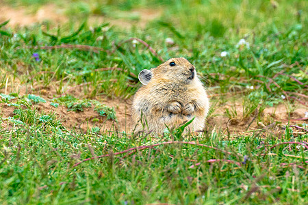 青海啮齿类动物兔鼠图片