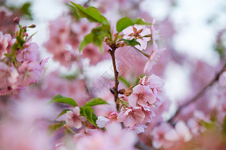 春天盛开的樱花特写图片