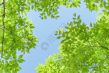 蓝天下随风摇曳的绿色树叶树枝高清图片