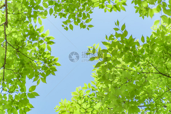 蓝天下随风摇曳的绿色树叶树枝图片