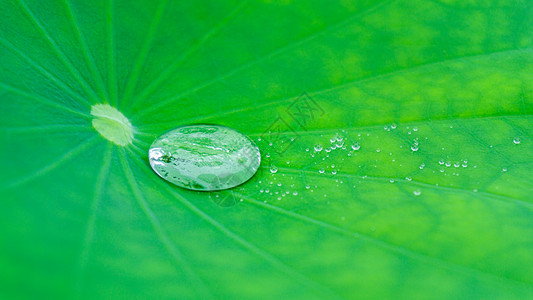 夏至节气雨后荷叶上的雨滴背景