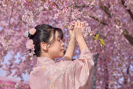 樱花树下穿和服的樱花少女背景