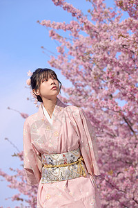 和服樱花樱花旁的和服美女拿着折扇背景