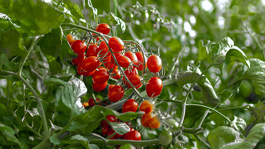温室大棚有机西红柿种植图片