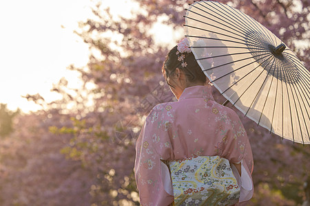 和服樱花撑伞的樱花美女背影背景