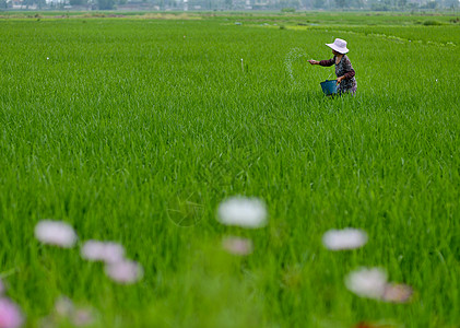 51 劳动节农民在稻田中施肥背景