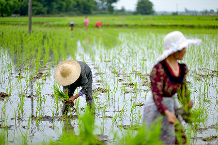 五一出游村民在稻田里插秧背景
