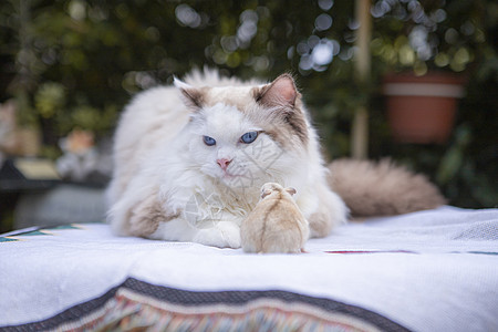 宠物仓鼠和猫图片