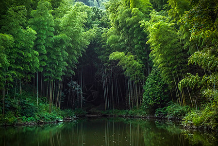 绿色茂密的竹林背景图片