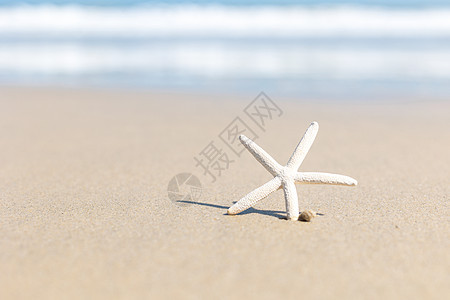 海滩上的海星背景图片