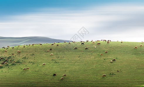 新疆琼库什台大草原的羊群图片