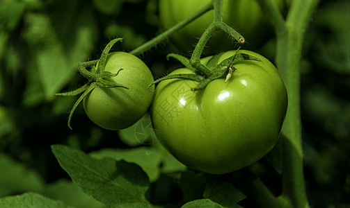 大棚种植西红柿绿色图片
