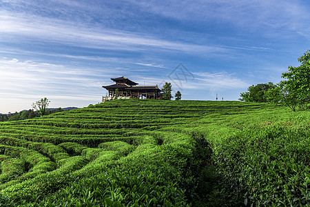 重庆白马山景区贡茶园风光图高清图片